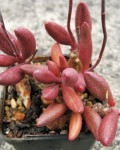 Adromischus marianiae 'Red Mutation'