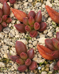 Adromischus marianiae 'Tanqua'