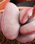 Adromischus marianiae var. hallii