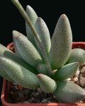 Adromischus marianiae var. immaculatus