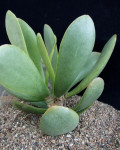 Adromischus maximus