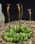 Adromischus nanus