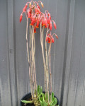 Adromischus phillipsiae