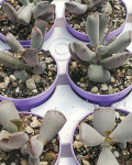 Adromischus roanianus