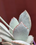 Adromischus schuldtianus