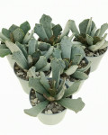 Adromischus sphenophyllus