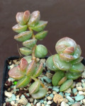 Adromischus subdistichus