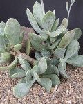 Adromischus subviridis