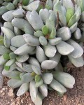 Adromischus triflorus