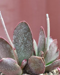 Adromischus trigynus