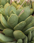 Adromischus umbraticola