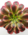 Aeonium 'Anna'