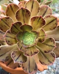 Aeonium arboreum var. rubrolineatum