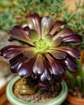 Aeonium arboreum 'Zwartkop'