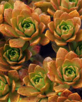 Aeonium 'Bronze Medal'