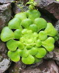 Aeonium canariense subsp. latifolium