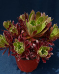 Aeonium 'Carmen'