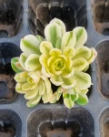 Aeonium castello-paivae 'Harry Mak'