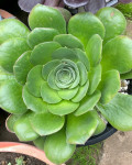 Aeonium cuneatum