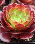 Aeonium 'Cyclops'