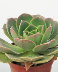 Aeonium davidbramwellii