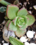 Aeonium decorum var. guarimarense