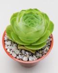 Aeonium diplocyclum