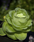 Aeonium diplocyclum 'Giganteum'