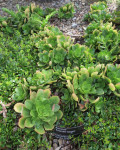 Aeonium 'Emerald Carpet'