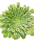 Aeonium 'Emerald Ice'