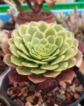 Aeonium 'Fiesta'