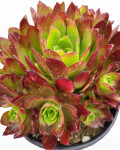 Aeonium 'Firecracker'