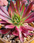 Aeonium 'Firecracker Variegatum'