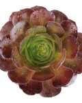 Aeonium 'Garnet'