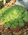 Aeonium glandulosum