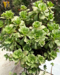 Aeonium glutinosum