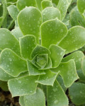 Aeonium gomerense