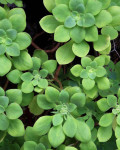 Aeonium goochiae