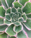 Aeonium 'Green Rose'