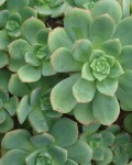 Aeonium haworthii