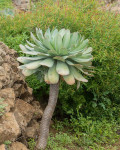 Aeonium hierrense