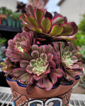 Aeonium 'Ink Painting'