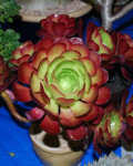 Aeonium 'Jack Catlin'