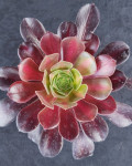 Aeonium 'Kilimanjaro'