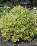 Aeonium lancerottense