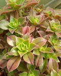 Aeonium leucoblepharum