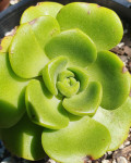 Aeonium 'Lily Pad'