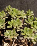 Aeonium lindleyi subsp. viscatum