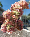 Aeonium 'Madeira Rose Cristatum'