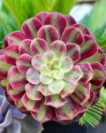 Aeonium 'Mardi Gras'